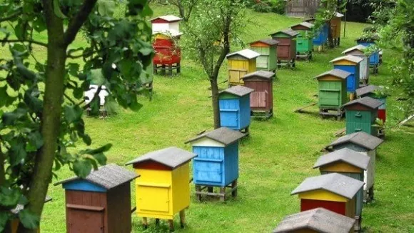 Бути бджолярем зовсім не дорого.